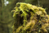 Mossy trunk...
