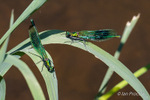 2 Female Banded Demoiselle Damselfies