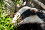 badger Meles meles-6547