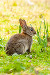 wild rabbit Oryctolagus cuniculus-5971