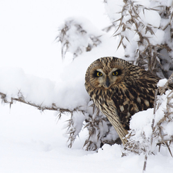 Short Eared Owl in the snow