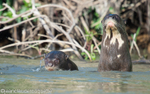 Giant otter