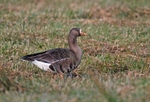 Greater (Greenland) White-fronted Goose