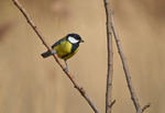 Great Tit
