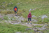  Duddon Long-483