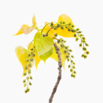 EMERGING COTTONWOOD FOLIAGE, 2018 - LONG POINT