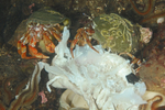 Pagurus bernhardus eating dogfish carcass behaviour observation