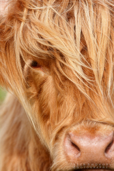 Highland Cow 08