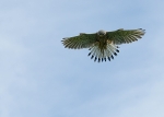 _DSC0998adj