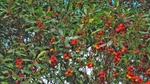 Winter 8 Berry Treee 4950
