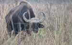 Gaur