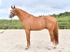 equiscot3601