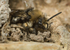 Melecta albifrons (m)