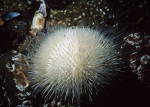 Echinus esculentus albino?