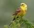 Yellowhammer