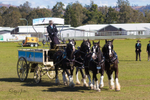 Four Horses and Cart 1. 0A3A9240
