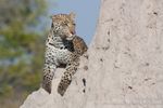 Leopard hunting from termite mound