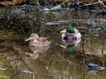 Mallards