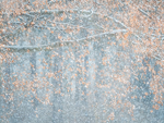 BEECH IN SNOW - NORFOLK COUNTY