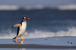Gentoo Penguin walking, flippers out, Sea Lion Island