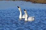 Bewick's Swans