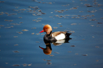 Red-crested Pochard
