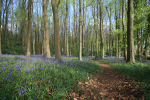 Blue Bells, Somerset _S103