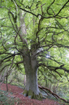 18th August Beech