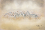 Migrating Zebras