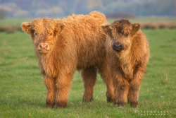Highland Cow Calves 017
