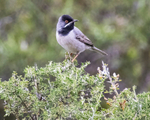 Ruppells Warbler.