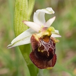 Apulian Ophrys (Ophrys fuciflora ssp apulica  also O. holoserica ssp apulica and O. apulica)