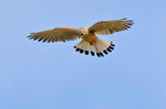Lesser Kestrel.