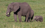 Masai Mara Elephants 9