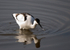 Avocet