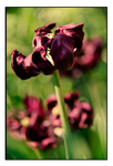Tulipa 'Uncle Tom'