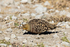 Namaqua Sandgrouse  (m)