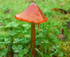 Blackening Waxcap