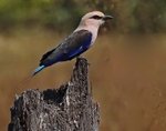 Blue Bellied Roller