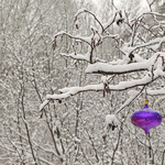 The Color Purple