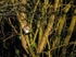 Grey Squirrel