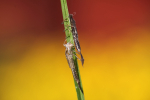 Insects _ AN 015