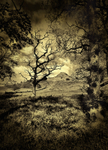 Spring's Fading Light