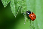 Seven-spot Ladybird
