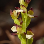 Coralroot  (Corallorhiza trifida)