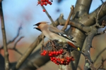 Waxwing