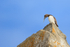 Common Murre perched with fish, Duck Island, Alaska