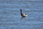 Dark-bellied Brent Goose