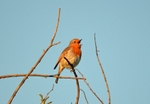 Robin