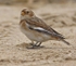 Snow Bunting